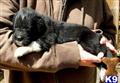 Newfoundland